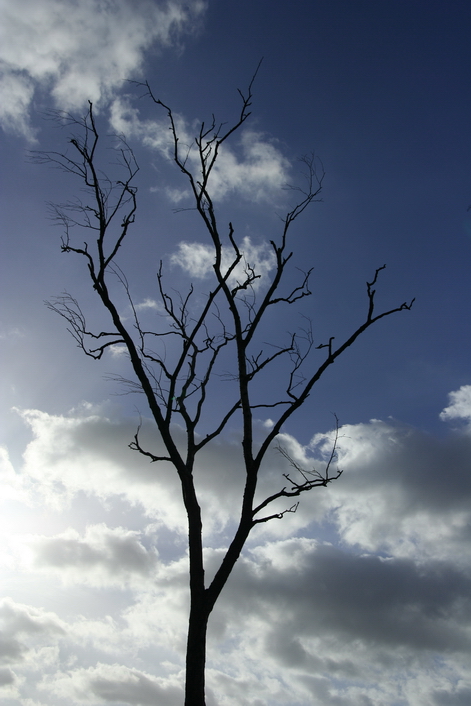 Blauer Baum