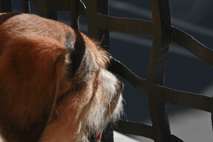 Balkonhund
