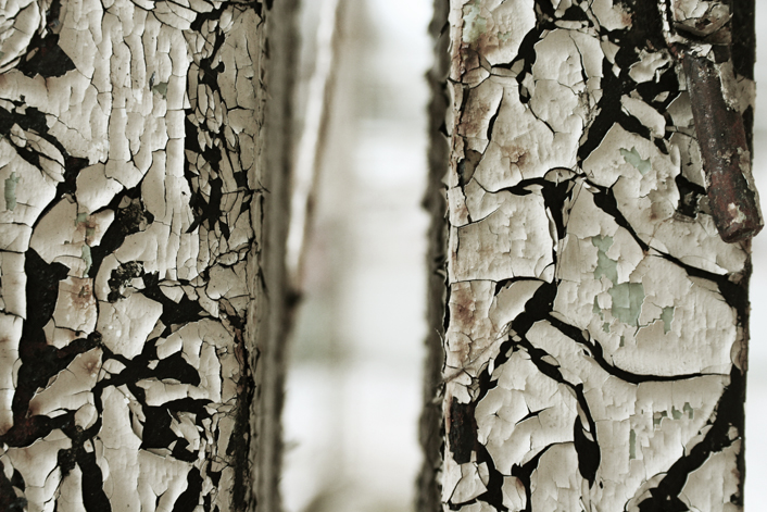 Rost