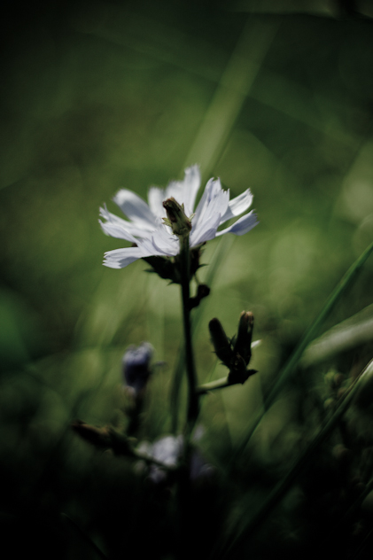 Flowers in the grey